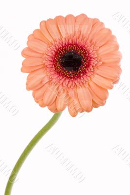 gerbera