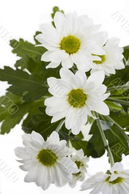 chrysanthemum