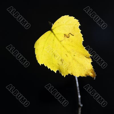 Yellow leaf on black