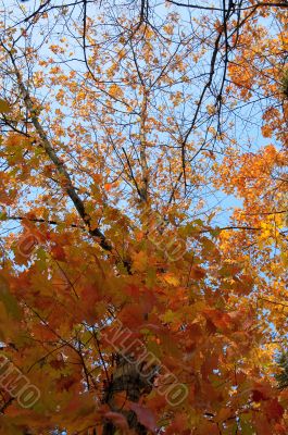 Golden  autumn.