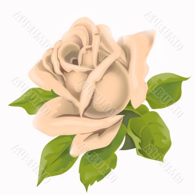 magnificent  flower