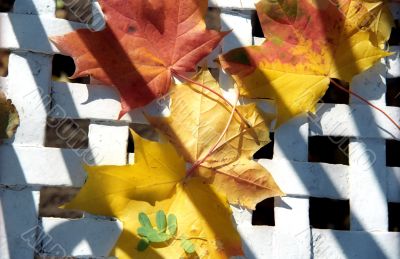 Maple autumn leaves on white network