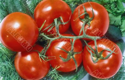 Tomato branch