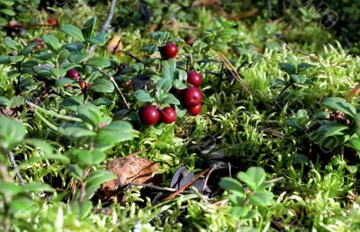 Bilberry in nature