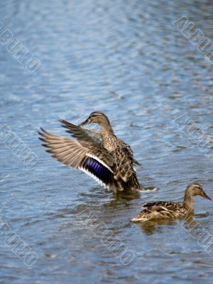 Two ducks