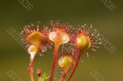 Flowers of sundew