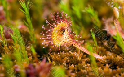 sundew