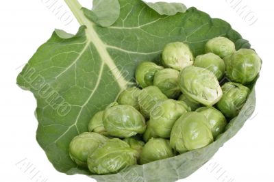 Brussels cabbage