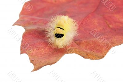 caterpillar