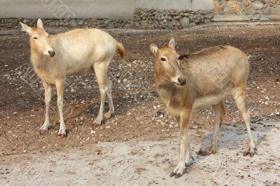 Two beige