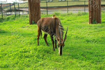 The brown goat