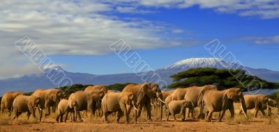 Kilimanjaro And Elephants