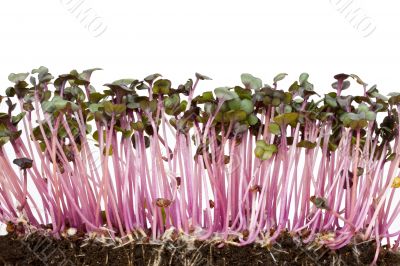 sprouts