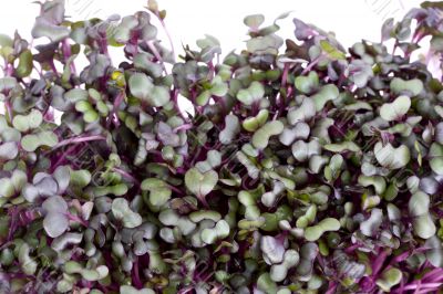 sprouts