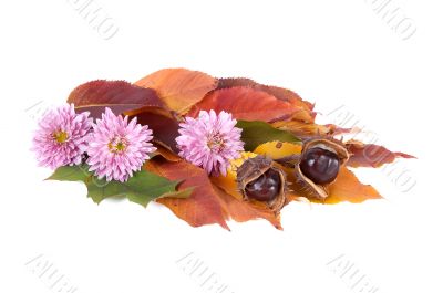 Autumn bouquet with chestnuts.