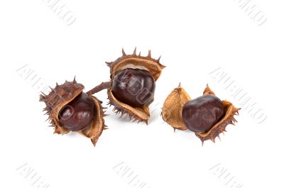 Three chestnuts on a white.