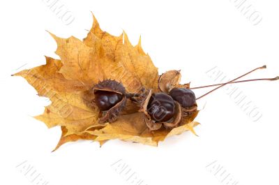 Three chestnuts  and leaves.