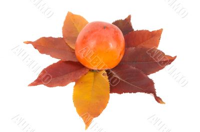 One persimmon and autumn leaves.