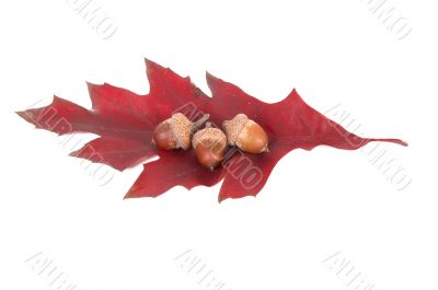 Leaf and three acorns