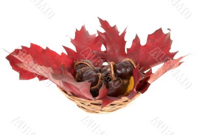 Chestnuts and oak leaves in a basket.