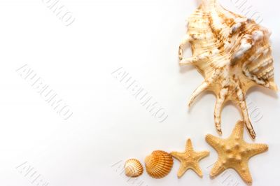 Starfishes and shells