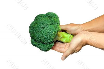Broccoli in hands