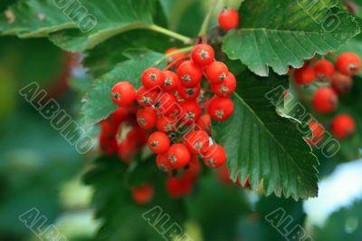 rowan