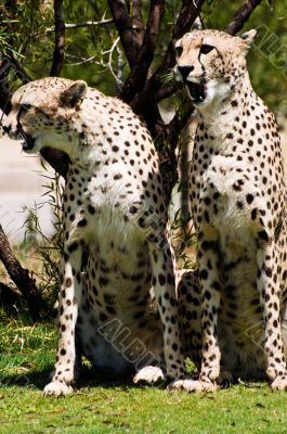 Two cheetahs