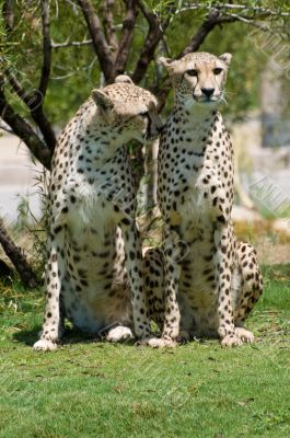 Two cheetahs
