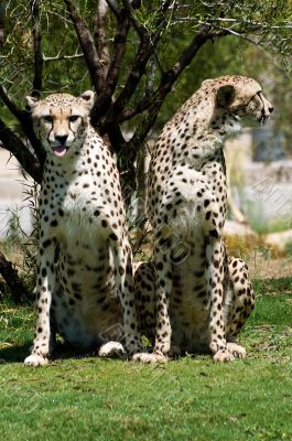 Two cheetahs