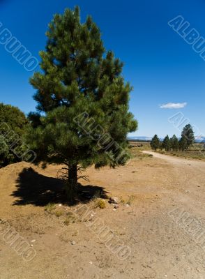 Pine tree in Utah