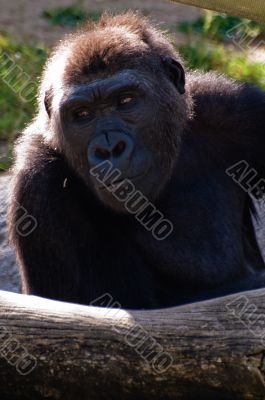 Gorilla