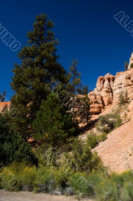 Pine tree in Utah