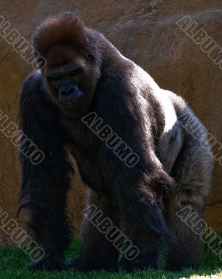 Silver back gorilla