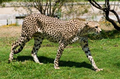 Cheetah
