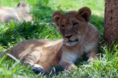 Lion cub