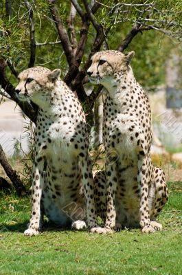 Two cheetahs
