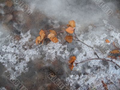 The leaf on the ice