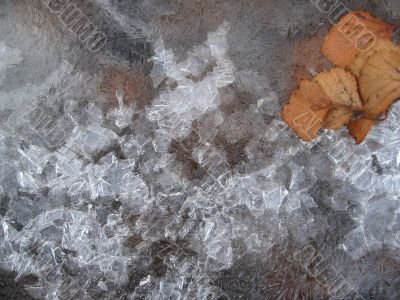 The leaf on the ice