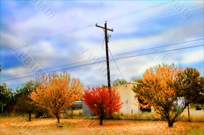 Colorful Autumn Leaves