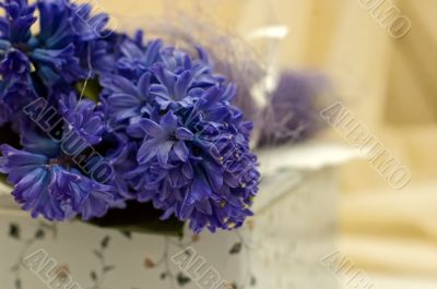 blue flowers and gift