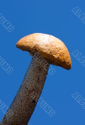 orange-cap boletus