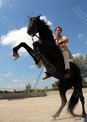 rearing horse