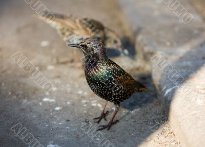 Two starlings