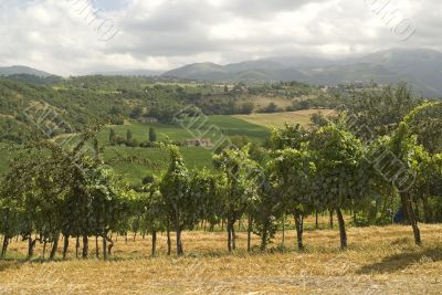 Vineyards between Rieti and Terni
