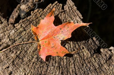 Autumn leaves