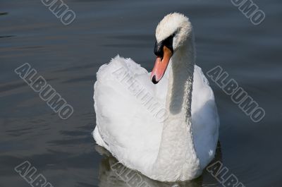 SWAN