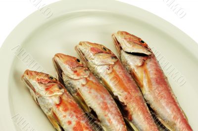 Red Mullet