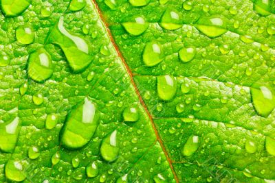 Green leaf