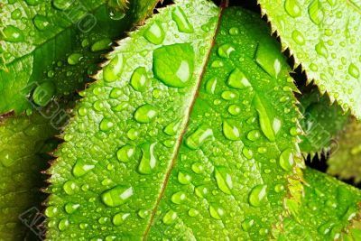 Leaves